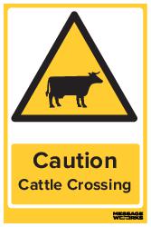 CATTLE CROSSING (55163)