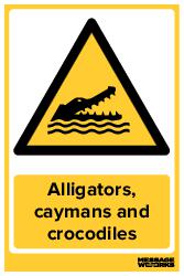 Alligators, caymans and crocodiles