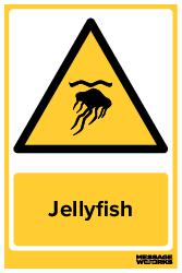 Jellyfish
